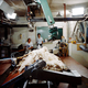 Illustration for article titled Sheep-Shearing Robot Is Tough to Watch in Action